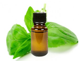 Organic Basil Essential Oil has an herbaceous, warm and spicy aroma & is helpful in dealing with feelings of anxiousness, fear, or nervousness.