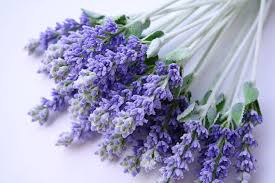 barreme lavender essential oil